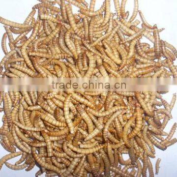 Yellow Mealworm Dried Mealworm Rich Nutrition Animal Feed