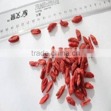 NingXia dried fresh red goji berry golden supplier