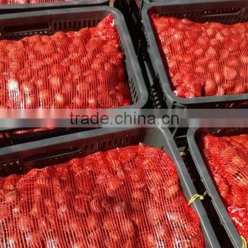 2016 new crop (dandong) Fresh chesnuts