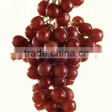 2012 new crop non-seeds fresh grape in china