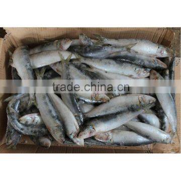 Fresh fish for sardines process