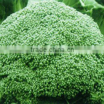 F1 Hybrid Excellent Organic Broccoli Seeds For Sale