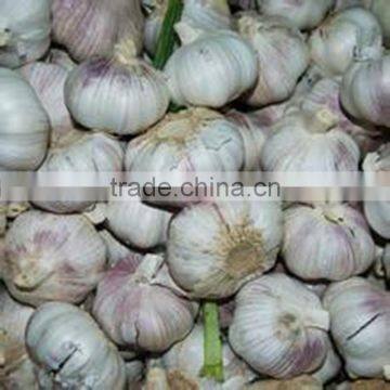 Sell For Ecuador Size 5.0cm Garlic photo-6