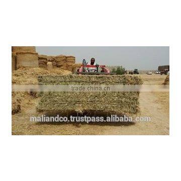 Rhodes Grass photo-4