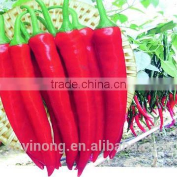 Super anti-virus and spicy hybrid pepper seeds Graceful F1