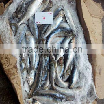 Frozen Sardine (sardinella Longiceps) ,New Arrivals photo-4