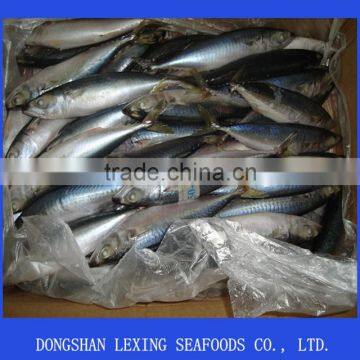 Fish Pacific Mackerel