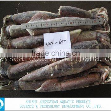 Frozen Illex Argentinus Squid photo-3