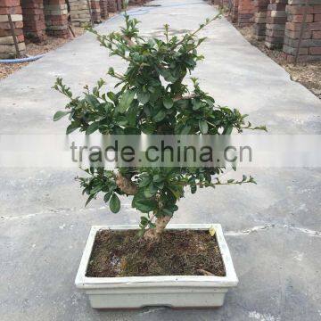 Carmona Microphylla Bosnai photo-3