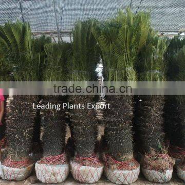 Cycas Revoluta Multi Branches photo-5