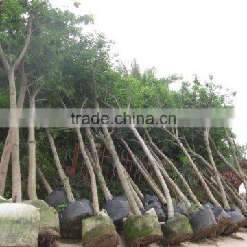 Cassia Glauca (Cassia Surattensis) photo-4