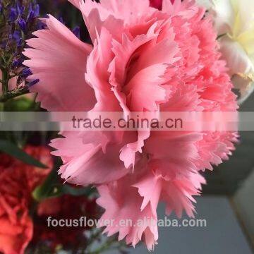 perennial flowering plant carnation cut flower prices to workmates