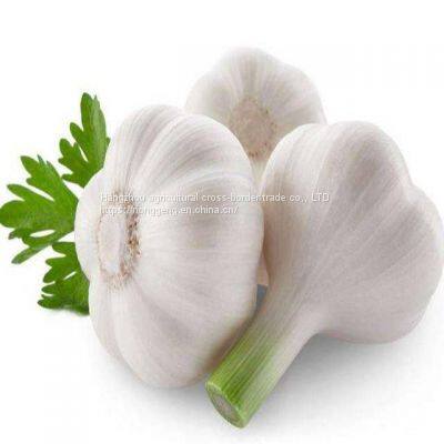 In 2021 China Shandong Fresh Garlic 5 cm