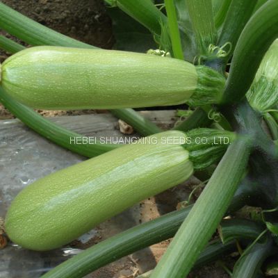 Long zucchini hybrid f1 squash vegetable seeds