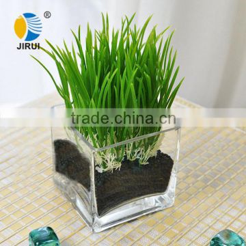 square clear glass tissue culture vessels jar & 200ml glass tissue culture vessels jar