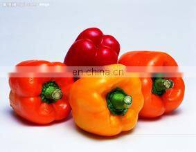 Hot Sale Fresh Sweet Color Pepper Yellow/Red/Green photo-2