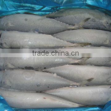 Frozen Seafish Pacific Mackerel/Scomber Japonicus for Smoked Mackerel