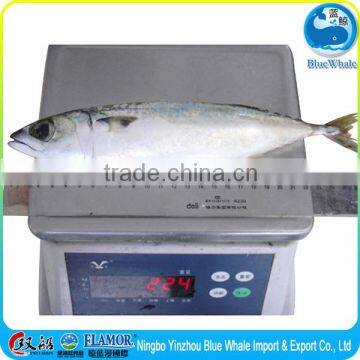 Mackerel Scomber Japonicus W/R photo-4