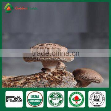 Frozen Food Competitive Price of Mushroom Log Spawn Cultivation for Mushroom Farm Garden Restaurant