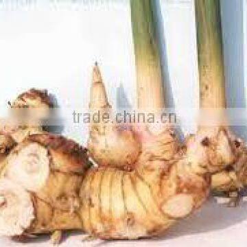 Organic Fresh Galangal Young