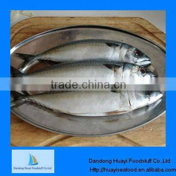 IQF frozen fish(pacific mackerel)