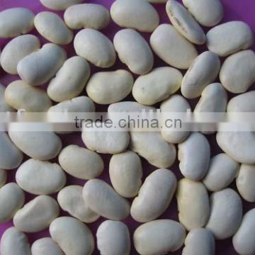 Round Shape White Kidney Bean