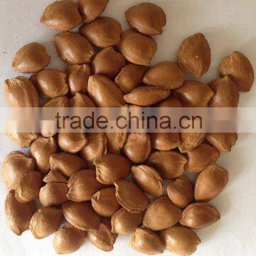 Supply roasted and raw apricot kernels in sheel for sale