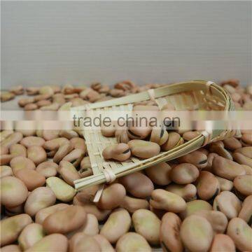 High Quality Yellow Broad Beans / Faba Beans / Fava Beans for Canning Food photo-5