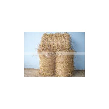 RICE STRAW_ANIMAL FEED