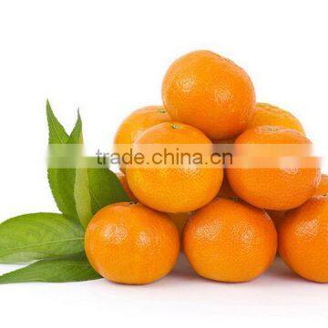 Fresh Valencia Oranges in Egyptian Orange Exporters photo-4