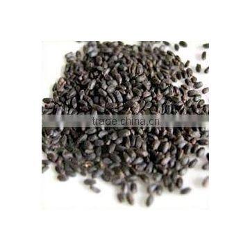 TROPICAL THAI BASIL SEEDS CULINARY HERBS FOR COOKING AND DESSERT