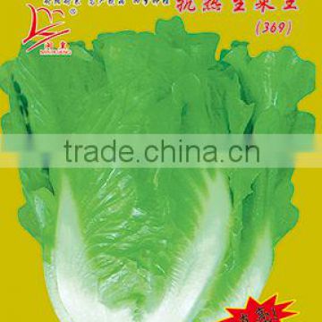 2016 Chinese vegetable hybrid resistance heat Lettuce Seed for Growing-letuuce 369