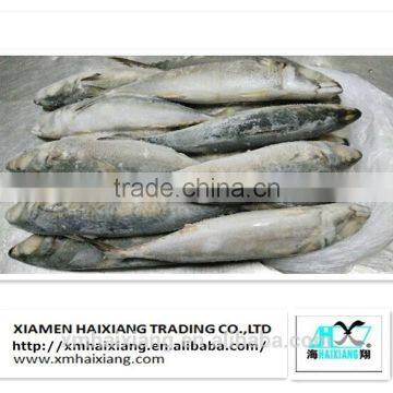 Frozen pacific mackerel fish in high quality for sale(600g+)