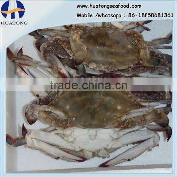 IQF Blue Swimming Crab half cut