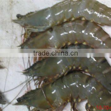 Assured Quality Frozen Vannamei Shrimp From China Competitive Price photo-2