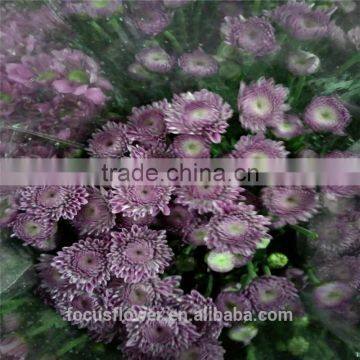 High Quality Sprayed Chrysanthemums With All Colors Wholesale