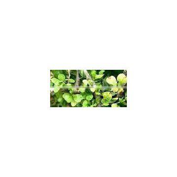 Guggul Dry Extract photo-3