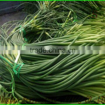 Garlic Sprouts/Garlic Scap/ Garlic Liver Moss