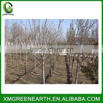 Magnolia Denudata - Winter Resist Landscaping Trees (3) photo-2