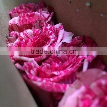 Newest new coming rainbow roses real touch flower