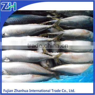 frozen pacific mackerel bait scomber japonica