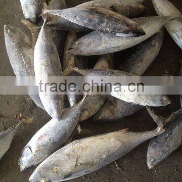 TOP Qualiyt 750g up Frozen Bonito Tuna for Market