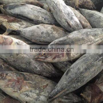 purse seine skipjack for canning or drying