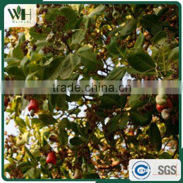 2016 Newest Cambodia Shell Attached Cashew Nut photo-6