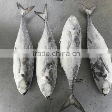 Frozen Horse Mackerel Whole Round photo-3