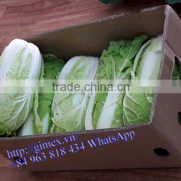FRESH CHINA CABBAGES photo-2