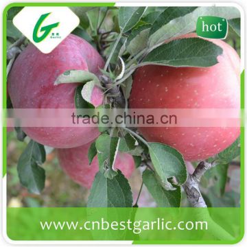 Fresh high quality red fuji apple