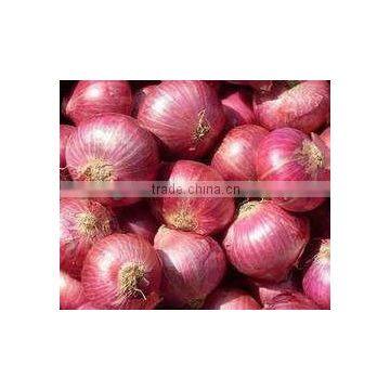 Fresh new onion red onion/non-peeled red onion