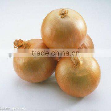 Selling fresh yellow onion(in low price)