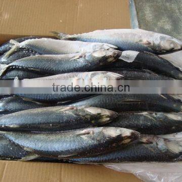 High Quality Frozen Mackerel Size 300/400g